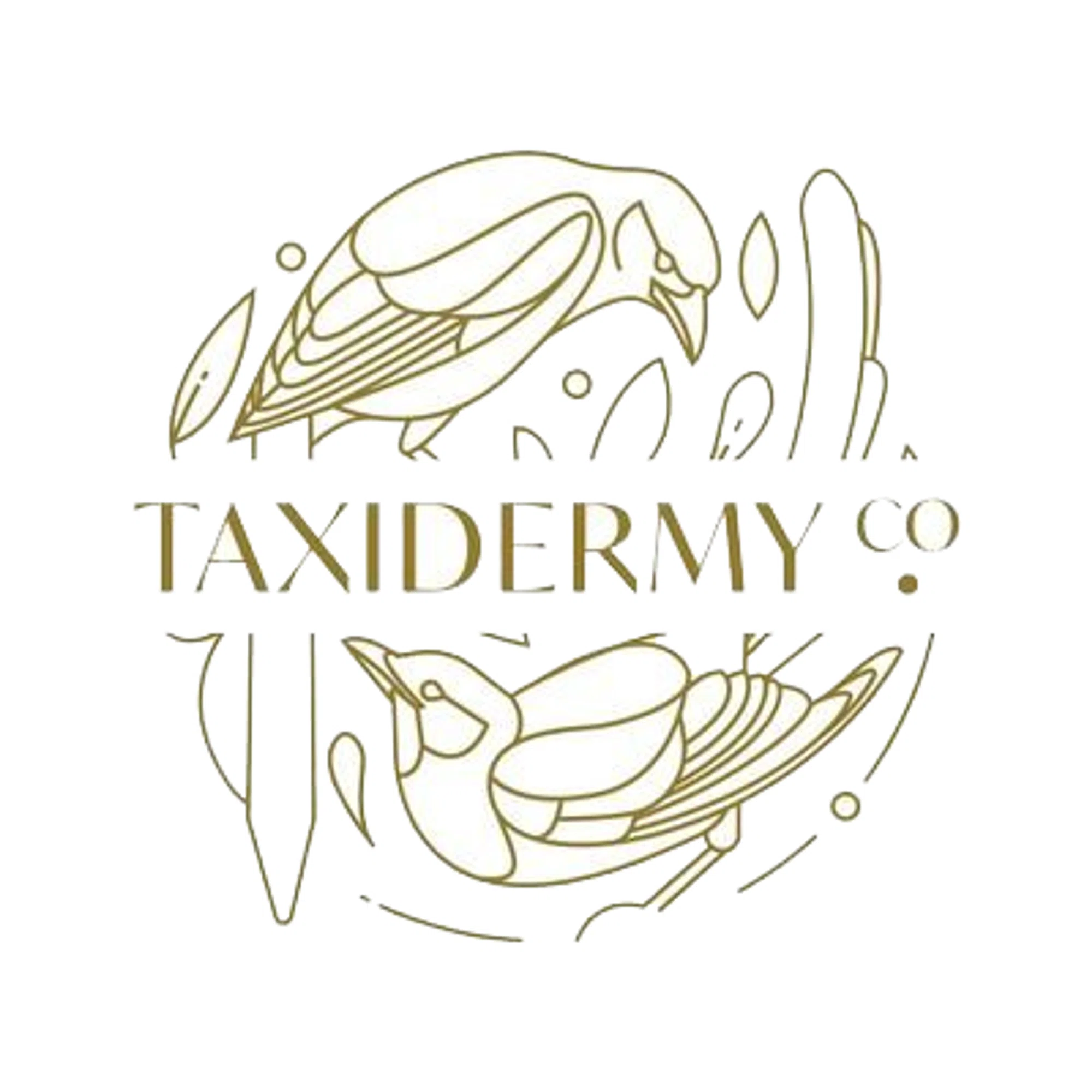 Taxidermy Co. UK